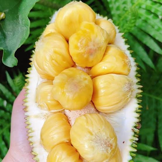 Đặc Sản Bình Dương Nhất Định Phải Thử Mít Tố Lữ lái thiêu bình dương Đặc Sản Bình Dương Nhất Định Phải Thử Mít Tố Lữ lái thiêu bình dương